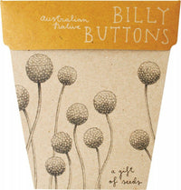 Sow N Sow Gift Of Seeds - Billy Buttons | Mr Vitamins