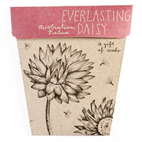 Sow N Sow Gift Of Seeds - Everlasting Daisy | Mr Vitamins